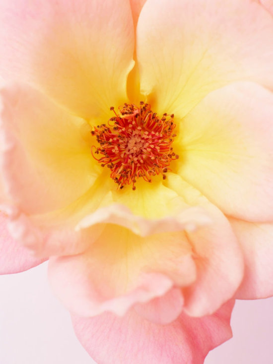 1 - fleurs close ups - Karin Berndl  - Overview Still life  - Anne-Marie Gardinier Photographic Agency - Paris