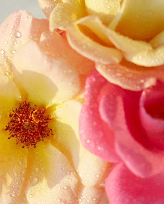 2 - fleurs close ups - Karin Berndl  - Overview Still life  - Anne-Marie Gardinier Photographic Agency - Paris