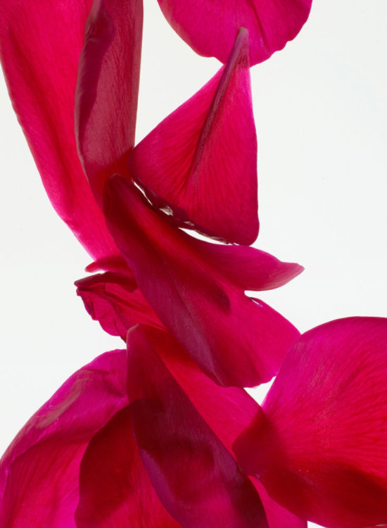 200318_Flowers387738-f1 - Petales tulipes - Karin Berndl  - Still life  - Anne-Marie Gardinier Photographic Agency - Paris