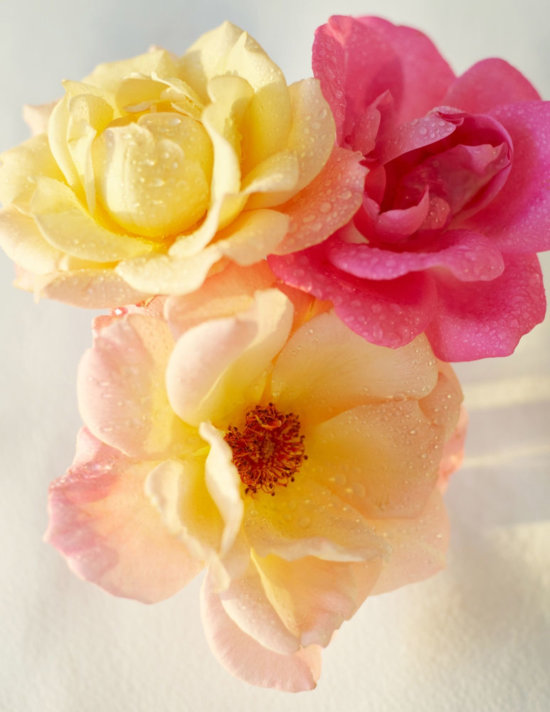 3 - fleurs close ups - Karin Berndl  - Overview Still life  - Anne-Marie Gardinier Photographic Agency - Paris