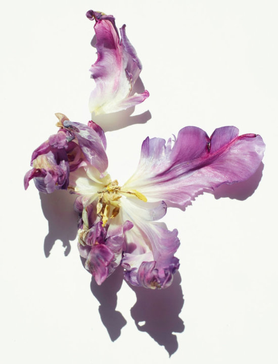 6 - Pétales fleur - Karin Berndl  - Overview  - Anne-Marie Gardinier Photographic Agency - Paris