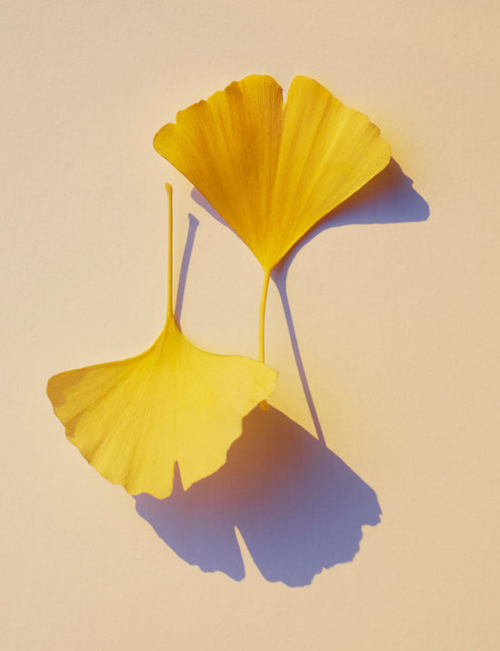 Ginkgo1 - Feuilles jaune - Karin Berndl  - Overview Still life  - Anne-Marie Gardinier Photographic Agency - Paris