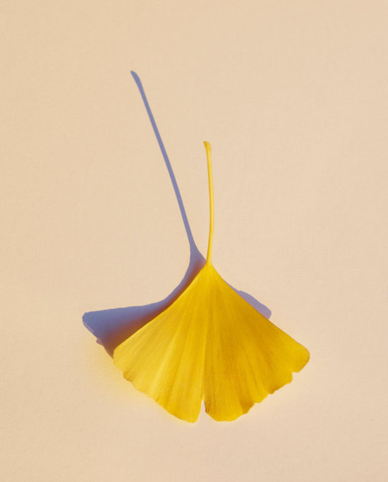 Ginkgo2 - Feuilles jaune - Karin Berndl  - Overview Still life  - Anne-Marie Gardinier Photographic Agency - Paris