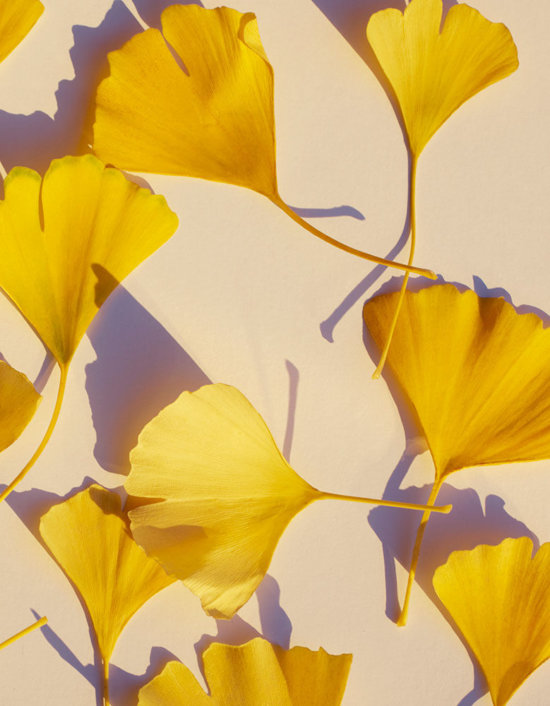 Ginkgo3 - Feuilles jaune - Karin Berndl  - Overview Still life  - Anne-Marie Gardinier Photographic Agency - Paris