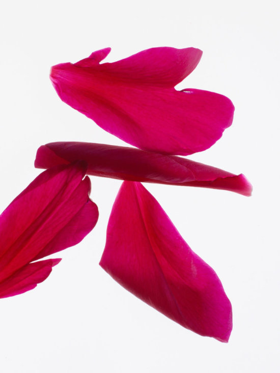 Rose-Petals1 - Petales tulipes - Karin Berndl  - Still life  - Anne-Marie Gardinier Photographic Agency - Paris