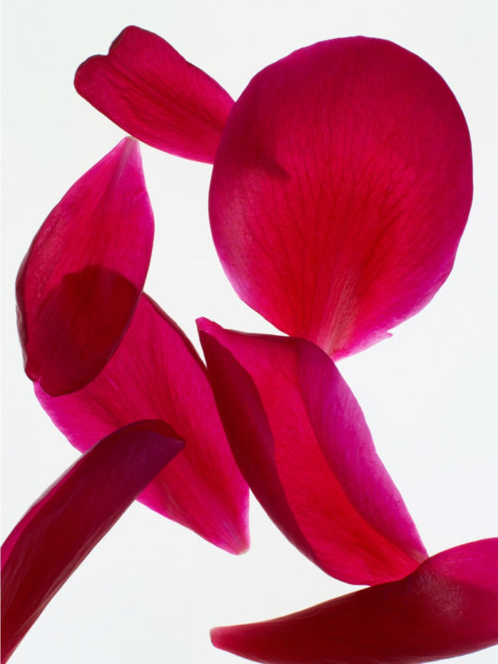 Rose-Petals2 - Petales tulipes - Karin Berndl  - Still life  - Anne-Marie Gardinier Photographic Agency - Paris