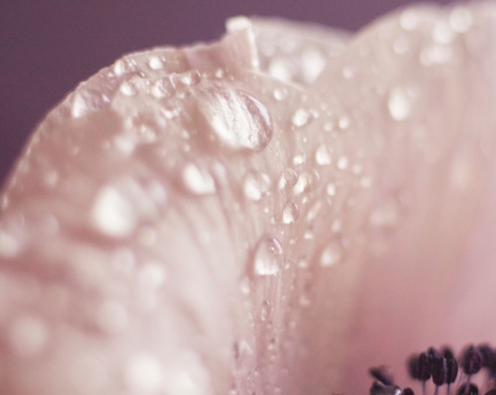 AnemoneClose - Anemone - Karin Berndl  - Still life  - Anne-Marie Gardinier Photographic Agency - Paris