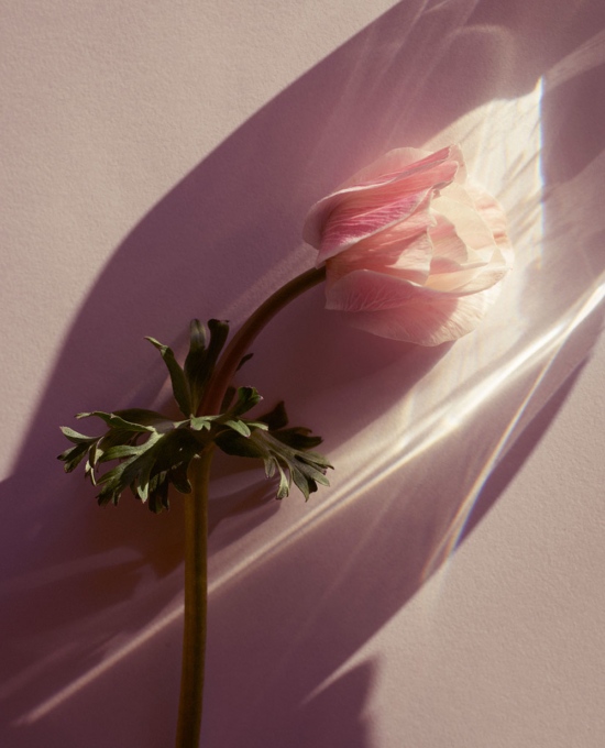 AnemoneLight - Anemone - Karin Berndl  - Still life  - Anne-Marie Gardinier Photographic Agency - Paris