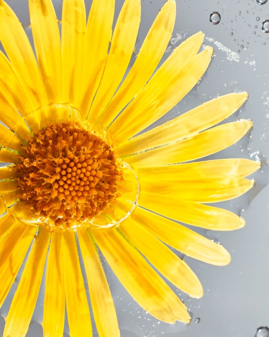 TB_GARDEN_PHOTOGRAMSTUDIES_MAY2111269 - Water - Tom Brannigan  - Still life  - Anne-Marie Gardinier Photographic Agency - Paris