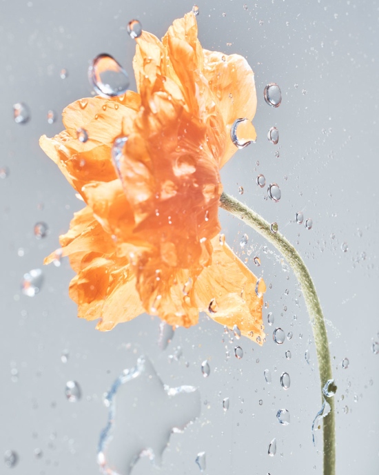 TB_GARDEN_PHOTOGRAMSTUDIES_MAY2111282 - Water - Tom Brannigan  - Still life  - Anne-Marie Gardinier Photographic Agency - Paris