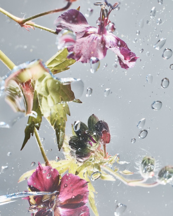 TB_GARDEN_PHOTOGRAMSTUDIES_MAY2111292 - Water - Tom Brannigan  - Still life  - Anne-Marie Gardinier Photographic Agency - Paris