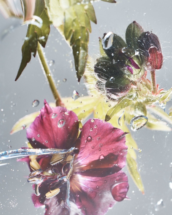 TB_GARDEN_PHOTOGRAMSTUDIES_MAY2111292_CROP - Water - Tom Brannigan  - Still life  - Anne-Marie Gardinier Photographic Agency - Paris