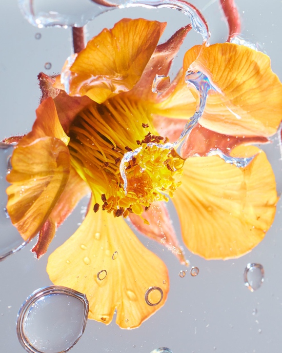 TB_GARDEN_PHOTOGRAMSTUDIES_MAY2111305_CROP - Water - Tom Brannigan  - Still life  - Anne-Marie Gardinier Photographic Agency - Paris