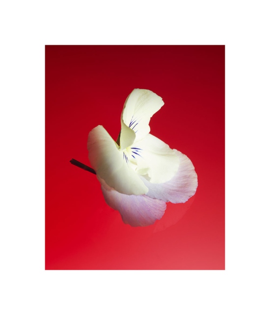 TB_PERSONAL_HANGINGBASKET_MAY21_01 - Flowers - Tom Brannigan  - Still life  - Anne-Marie Gardinier Photographic Agency - Paris