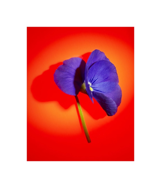 TB_PERSONAL_HANGINGBASKET_MAY21_04 - Flowers - Tom Brannigan  - Still life  - Anne-Marie Gardinier Photographic Agency - Paris