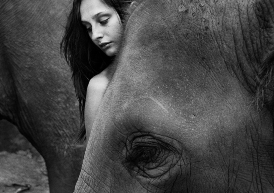 Morgan-Elephants-ByOlivierYoan- - Portfolio 4_Elephant - Olivier Yoan  - Overview  - Anne-Marie Gardinier Photographic Agency - Paris