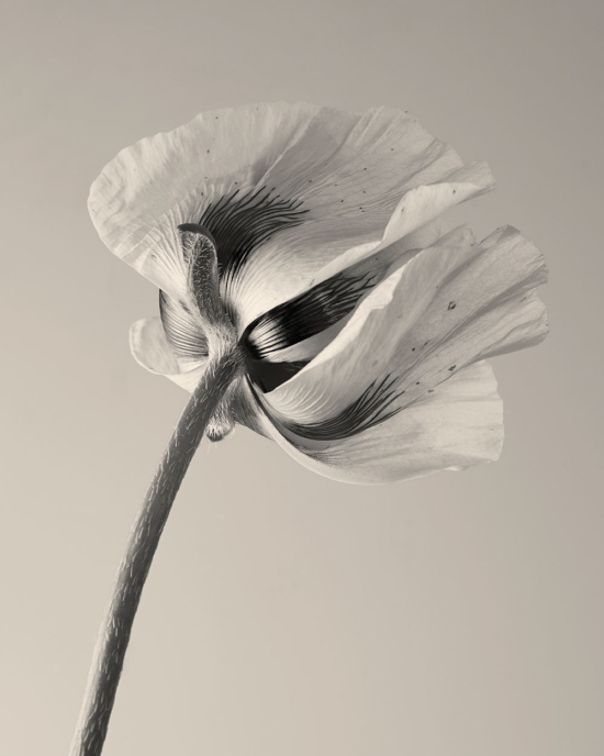 TB_PERSONAL_GARDEN_FLOWERSCULPTURES_01 - Tom Brannigan - Tom Brannigan  - Overview Still life  - Anne-Marie Gardinier Photographic Agency - Paris