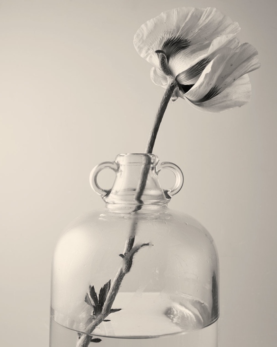 TB_PERSONAL_GARDEN_FLOWERSCULPTURES_02 - Tom Brannigan - Tom Brannigan  - Overview Still life  - Anne-Marie Gardinier Photographic Agency - Paris