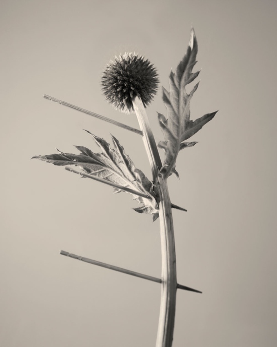 TB_PERSONAL_GARDEN_FLOWERSCULPTURES_05 - Tom Brannigan - Tom Brannigan  - Overview Still life  - Anne-Marie Gardinier Photographic Agency - Paris