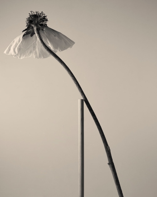 TB_PERSONAL_GARDEN_FLOWERSCULPTURES_09 - Tom Brannigan - Tom Brannigan  - Overview Still life  - Anne-Marie Gardinier Photographic Agency - Paris