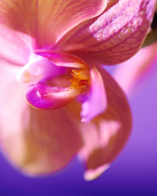 CAMILLE_ET_CHARLOTTE_ORCHID_05 - Orchidée - Camille & Charlotte  - Overview  - Anne-Marie Gardinier Photographic Agency - Paris