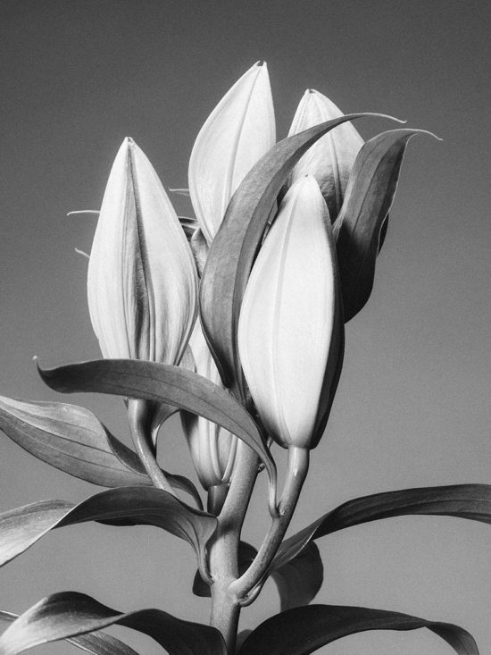FLEUR_1 - Jean Philippe Lebée – Fleurs -  - Overview  - Anne-Marie Gardinier Photographic Agency - Paris