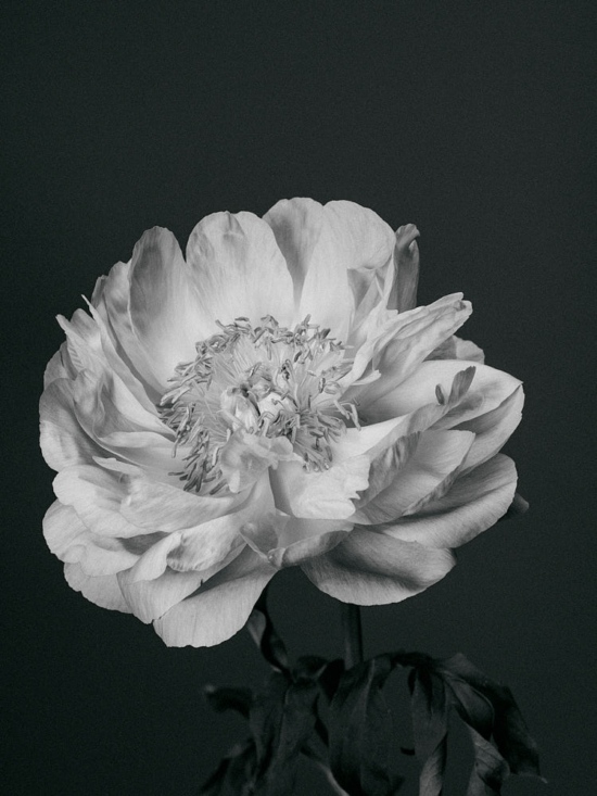 FLEUR_2 - Jean Philippe Lebée – Fleurs -  - Overview  - Anne-Marie Gardinier Photographic Agency - Paris