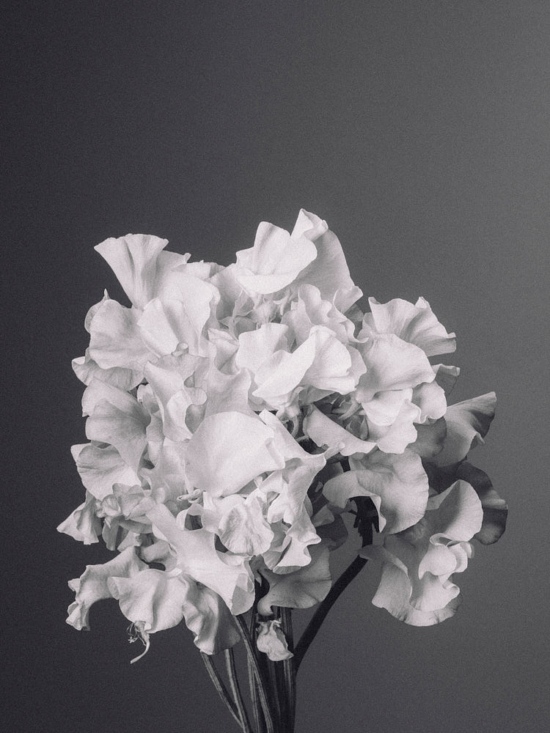 FLEUR_4 - Jean Philippe Lebée – Fleurs -  - Overview  - Anne-Marie Gardinier Photographic Agency - Paris