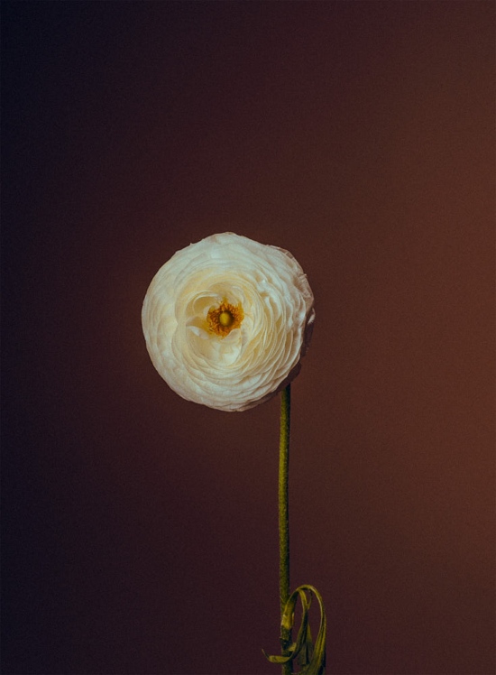 FLEUR_6 - Jean-Philippe Lebée -  - Overview  - Anne-Marie Gardinier Photographic Agency - Paris