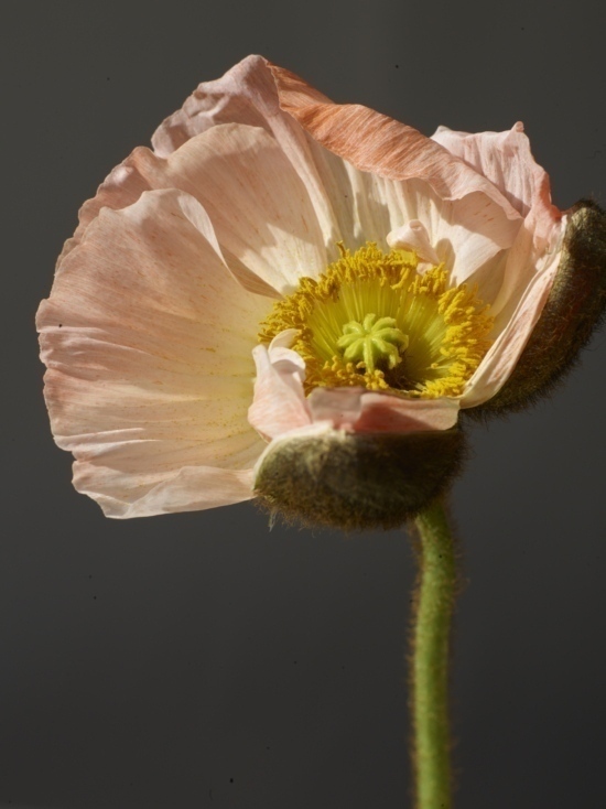 Poppy1 -  - Karin Berndl  - Overview Still life  - Anne-Marie Gardinier Photographic Agency - Paris