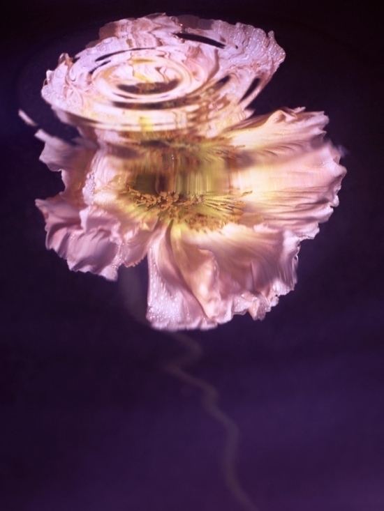Poppy5 -  - Karin Berndl  - Overview Still life  - Anne-Marie Gardinier Photographic Agency - Paris
