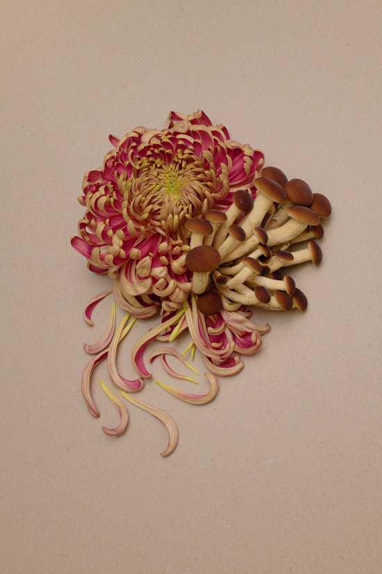 Stacked from 30 images. Method=B (R=8,S=4) - Camille & Charlotte - Camille & Charlotte  - Overview  - Anne-Marie Gardinier Photographic Agency - Paris