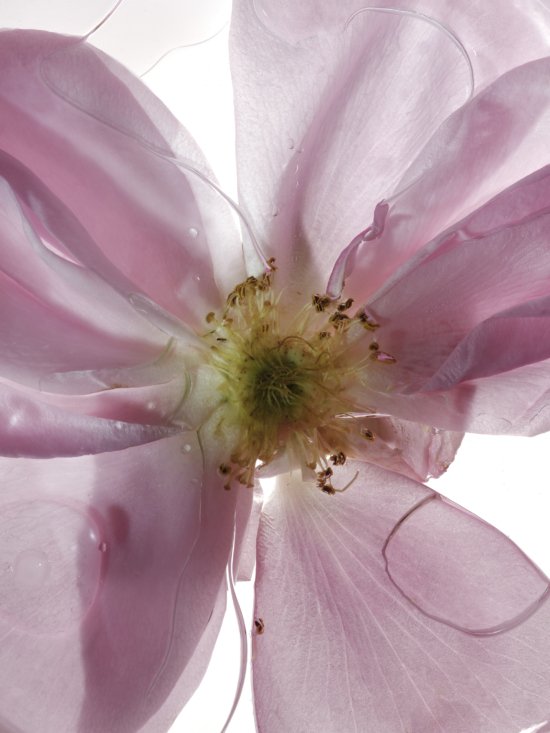 tb_rakessense_roses_17.6.244928 2 - Tom Branningan – Roses for rakes progress magazine - Tom Brannigan  - Overview Still life  - Anne-Marie Gardinier Photographic Agency - Paris
