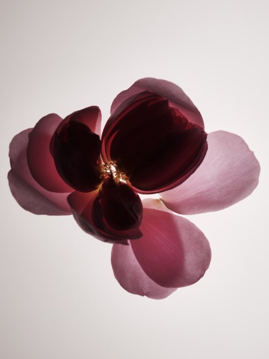 tb_rakessense_roses_17.6.244938 2 - Tom Branningan – Roses for rakes progress magazine - Tom Brannigan  - Overview Still life  - Anne-Marie Gardinier Photographic Agency - Paris