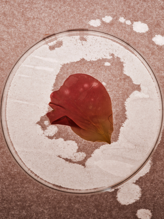 tb_rakessense_roses_17.6.244961 2 - Tom Branningan – Roses for rakes progress magazine - Tom Brannigan  - Overview Still life  - Anne-Marie Gardinier Photographic Agency - Paris