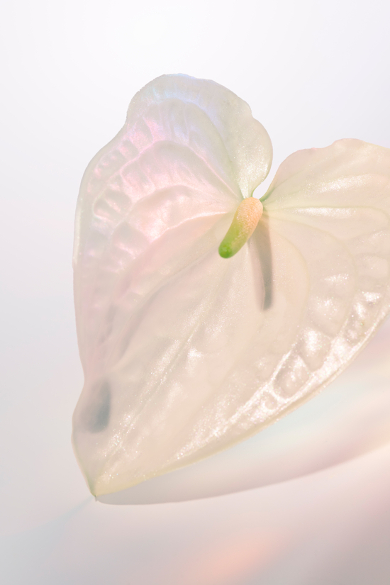 CAMILLE_ET_CHARLOTTE_IRIDESCENT_V2_05_BDEF - Camille & Charlotte – Iridescent - Camille & Charlotte  - Overview  - Anne-Marie Gardinier Photographic Agency - Paris