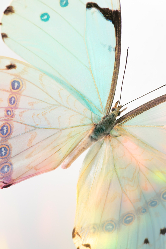 CAMILLE_ET_CHARLOTTE_IRIDESCENT_V2_07_BDEF - Camille & Charlotte – Iridescent - Camille & Charlotte  - Overview  - Anne-Marie Gardinier Photographic Agency - Paris