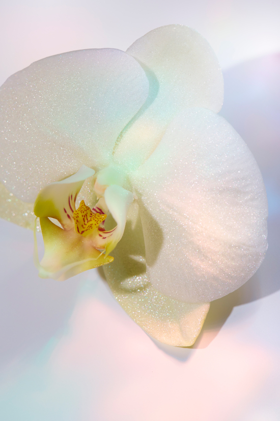 CAMILLE_ET_CHARLOTTE_IRIDESCENT_V2_13_BDEF - Camille & Charlotte – Iridescent - Camille & Charlotte  - Overview  - Anne-Marie Gardinier Photographic Agency - Paris