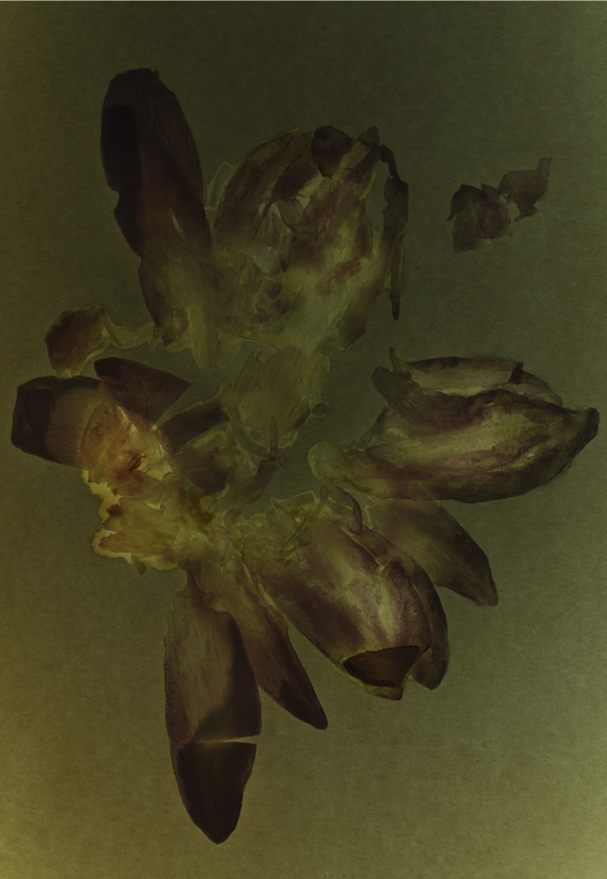 RGB_tb_rakessensemagzine_tuberose_flower3 - Tom Brannigan for Rakes Sense Magazine - Tom Brannigan  - Overview  - Anne-Marie Gardinier Photographic Agency - Paris